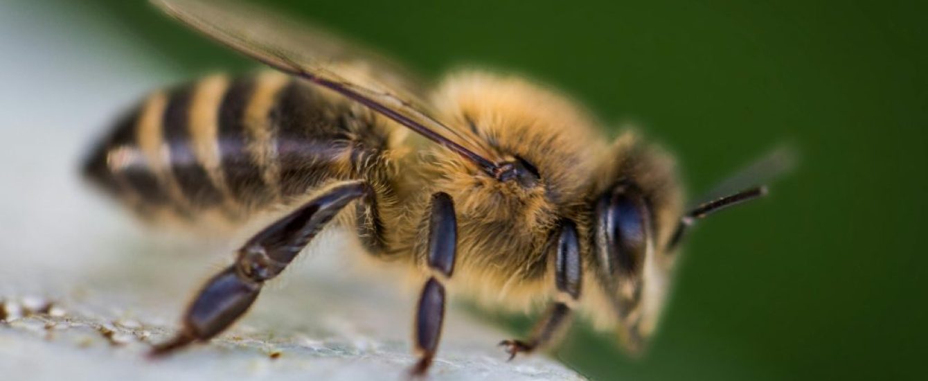 Bijen Bijen