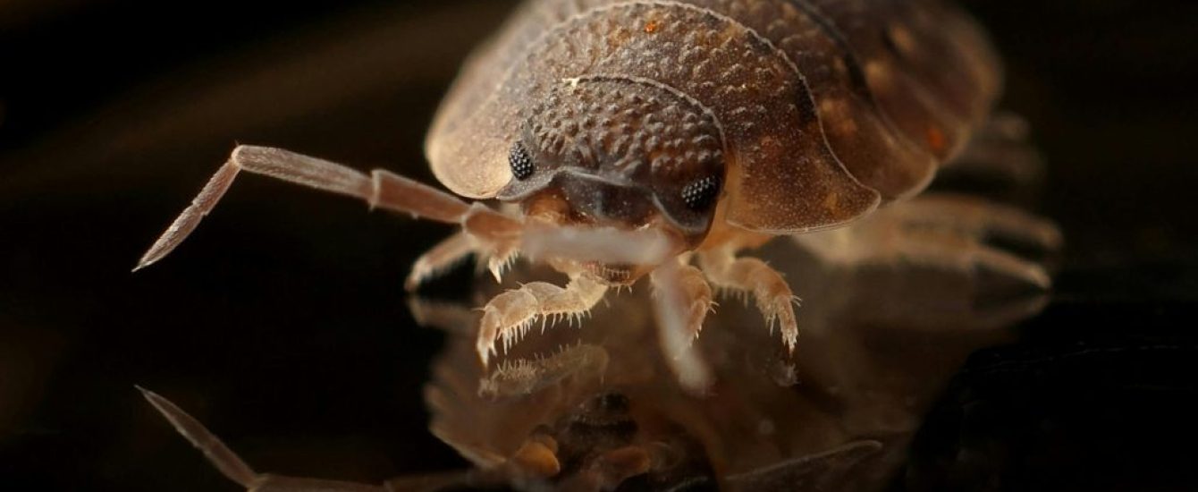 bedwantsen bedwantsen