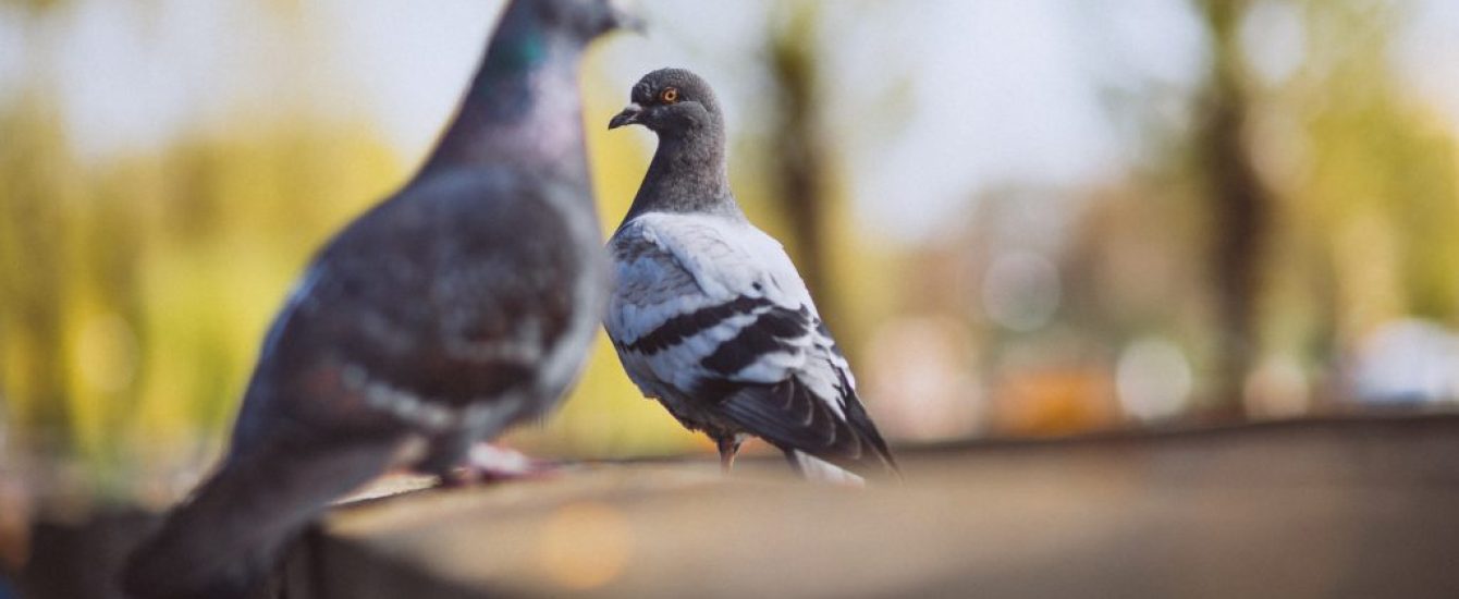 Two piggeons sitting on stone fence in park Two piggeons sitting on stone fence in park