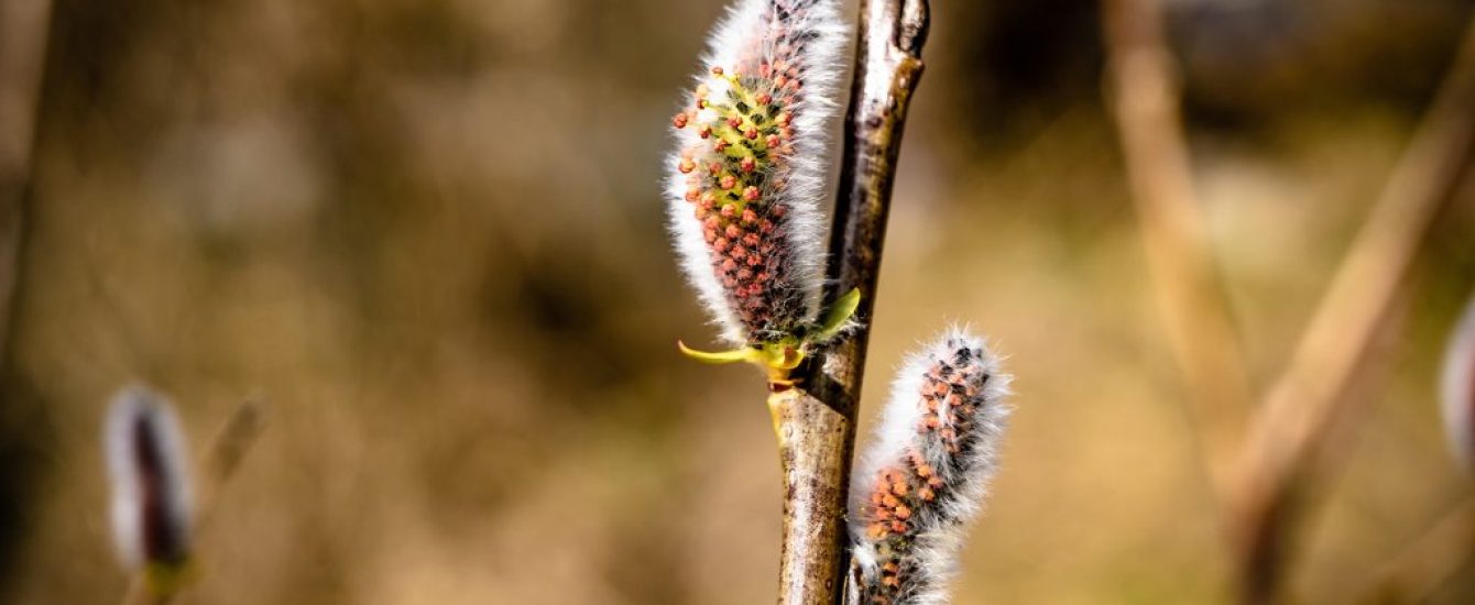 Closeup selective focus shot of white caterpillars on a branch Closeup selective focus shot of white caterpillars on a branch