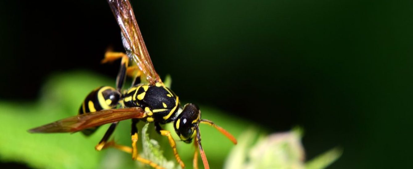 wespen wespen