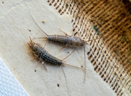 zilvervisjes-schadelijk